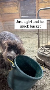 🐖Pigs are just really strong toddlers. They have the intelligence of a toddler, and the same need for attention, love, affection, and constant entertainment. 🤹‍♂️ Think of Piggy Sue the next time you’re deciding what to have for dinner, and consider leaving her and her friends off of your plate. 🐷❤️ #animalsanctuary #nonprofit #rescuedanimals #farmsanctuary #climatesanctuary #animalrescue #someonenotsomething #climateaction #friendsnotfood #pigs #pigsofinstagram #rescuedpig | Sweet Farm