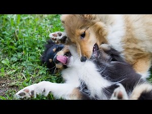 Strengthening the Bond with Your Shetland Sheepdog Through Agility Training