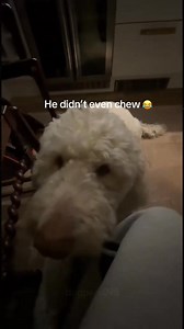 Telling my dog to take just a small bite #dogsoftiktok #dogs #funnydogs #funnypets #funnypet | Dogs care