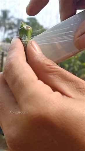 Easy and simple grafting mango tree #graftingrechniques #mangografting #gardeningtips | Abi Garden