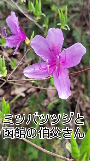 【津軽海峡を越えたツツジ】道端に鮮やかなピンクが躍る季節になりました。私の大好きな「ミツバツツジ」です。 この花を見ると、今は亡き伯父との思い出が蘇ります。#ミツバツツジ #神石高原町