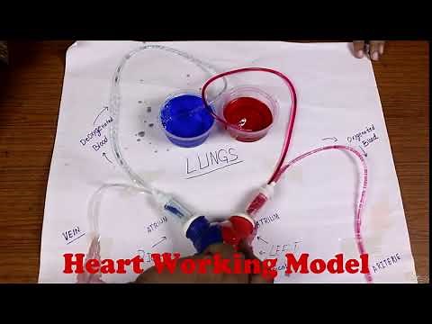 How to Make Working Model of Heart and Circulatory system of Human for Science Project