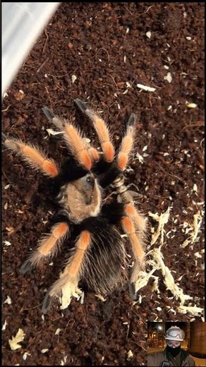 Mexican Fireleg Tarantulas Are Calm Tarantulas🕷️