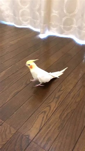 Simply Parrot on Instagram: "😂 . . . #usa #birb #parrot #cockatiel #caique #conure #bird #parrotlover #funnyparrot #calopsitte #paris #finland #england #animals #calopsita #spain #ukraine"