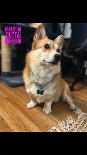 Meet Nigel, a five-year-old corgi who recently came into our care and is now beginning a new chapter. Nigel was found and brought to one of our local shelters after being abandoned. Sadly, no one came looking for him. While our shelter workers do truly amazing work, the shelter environment isn’t always the right fit for every dog, and Nigel was having a hard time coping there. When the shelter reached out for help, we were grateful to be able to step in and give him the chance he deserves. Since