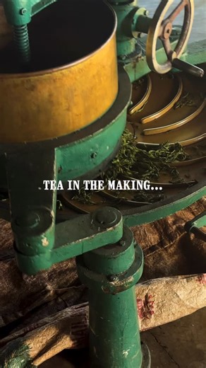 Coming your way from the mountains of Northern Thailand 💚🌳 #monsoontea #teafromthailand #forestfriendlytea | Monsoon Tea