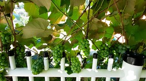 1M views · 35K reactions | Morador de Tangará cultiva uvas na varanda de casa. Essa é uma forma de matar a saudade do interior. Maiara Bohnemberguer foi conferir. | Portal RBV | Facebook