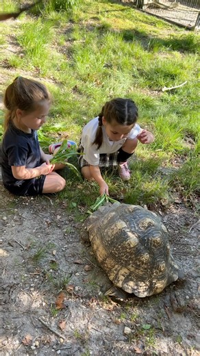 107K views · 10K reactions | HUGE Leopard Tortoise!  | Garden State Tortoise | Facebook