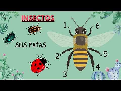 ARTRÓPODOS (INSECTOS Y ARÁCNIDOS).