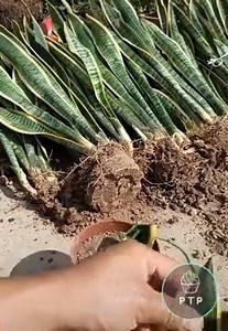 38K views · 33 reactions | Top Tree Planting Tips | A ק ｕｒＢｏ 420 ツ | Facebook