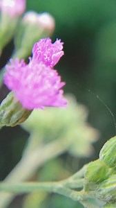 Some of My MacroS.. 😊 #macrophotography #macrophoto #macroreel #macrovideo | Bhours Photography