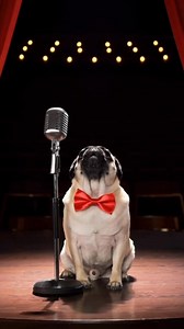 Funny Performance The pug sat in front of the camera and started singing, then suddenly barked like he was finishing his musical show #pug #puglife #puglove #pugs #dog #pugstagram #pugpuppy #pugworld #puglover #pugoftheday #pugnation #dogs #puppy #puglovers #mops #pugsnotdrugs #doglover #pugmania #pet #love #cute #blackpug #pugloversclub #pugdog #instadog #dogstagram #dogoftheday | Pug Worlds Mafia