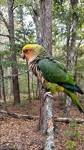 Carolina Parakeet: The Lost Parrot of America.