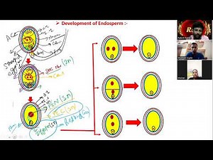 L-77=Process of Development of Endosperm