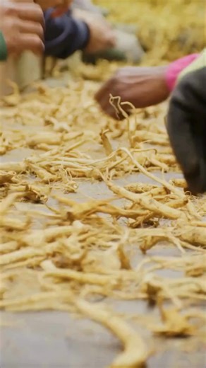 Some FUN FACTS about ginseng! 1. Ginseng is a Canadian crop 2. It takes 4-5 years to grow ginseng 3. Ginseng contains active compounds called ginsenosides 4. Canadian ginseng is different from Asian ginseng 5. Dried ginseng is available in different formats: whole root, sliced and powder Have you tried Canadian ginseng? Look for Canadian ginseng marked “Product of Canada” or go to GinsengOntario.com to find a local retailer. video courtesy of @farmfoodcareon check out FarmFood360.ca for more vid