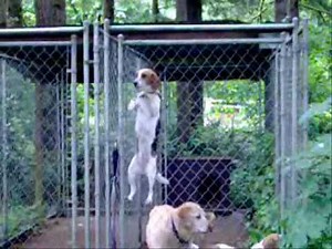 Belle the Beagle's AMAZING Jail Break Escape!