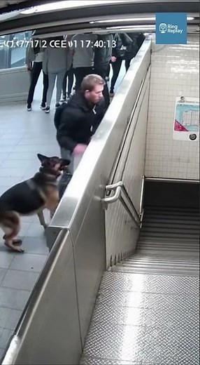 German Shepherd Saves Owner from Exploding Subway Staircase Blast