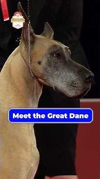 Meet the Great Dane