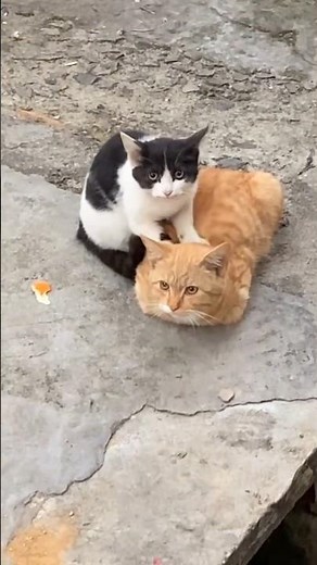 He Won't Leave Until He Is Served 😂