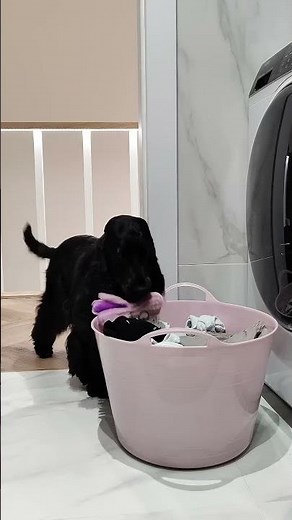 When Your Dog Has The Funniest Obsession | The Dodo