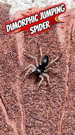 Dimorphic Jumping Spider Creature Report! #wildlife #nature #spider #creepy #herping #insects