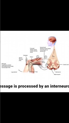 Neurons, Brain & Reflex Arc | Neural Control Class 11 Biology | NEET Focus