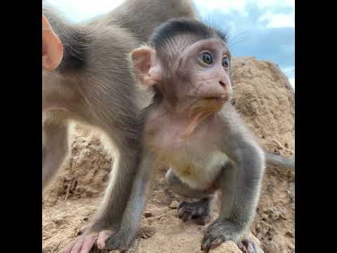 Baby Monkey Eating Fruit With Friends yummy #monkey #cute #animals #livestream