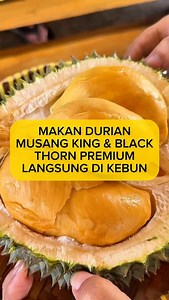 ‼️DURIAN MUSANG KING & BLACKTHORN LANGSUNG DI KEBUNNYA‼️ . . . Kuliner solo raya kali ini buat pecinta durian, pasti pernah ngrasain gelo kalo makan durian ga enak. Nah ini dia solusinya. Makan langsung musang king dan duri hitam langsung di kebunnya. 1 jam aja dari solo. Wajib reservasi dulu kalo mau makan langsung kesini ya gaes 📍KEBUN DURIAN ORCHARD FARM BLUMBANG @kebundurian_orchardfarm Blumbang, Wonoharjo, Wonogiri, Wonogiri Regency, Central Java 57615 Buka 13.00 - 17.00 Wa: 082241337960 &