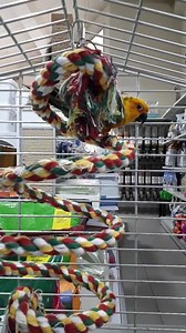 15 reactions | New #bird #toy for our #jenday #conure!! | Pet Show Store | Facebook