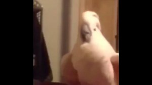 Some old but lovely birb memes. (smol volume warning as this one gets a lil loud.) Page's gronp: https://www.facebook.com/groups/480759672305610/