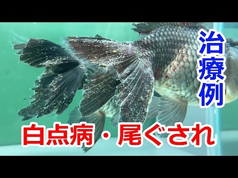 【魚病治療】Case 1 白点病・尾ぐされ