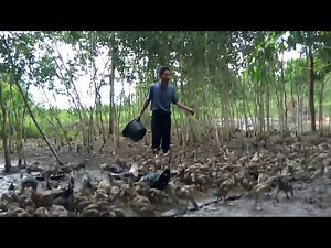 sukses ternak itik alabio 300 bebek sdh bertelur 200 - 250 biji / hari