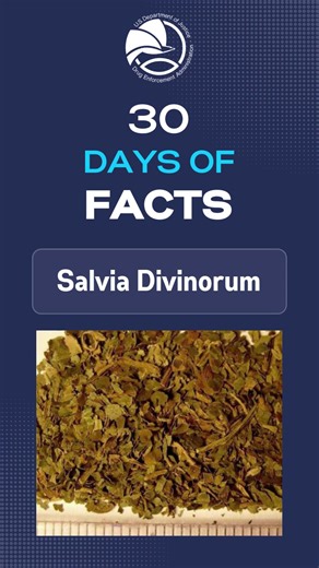 Salvia divinorum is an herb in the mint family native to certain areas, Sierra Mazaleca region of Oaxaca, Mexico, abused for its hallucinogenic effects. #DEADrugFacts https://www.getsmartaboutdrugs.gov/sites/default/files/2024-12/Salvia-Divinorum-Drug-Fact-Sheet.pdf | Drug Enforcement Administration - DEA