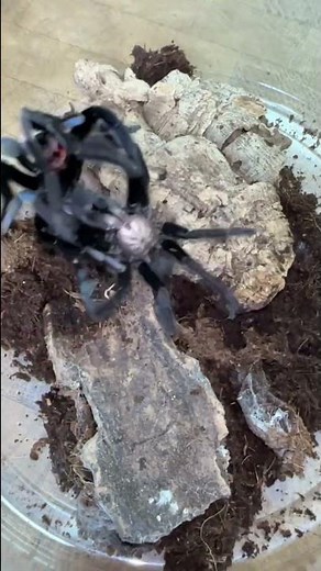Tarantula pairing - did the male survive? #tarantula #spider #wild #animals #nature #spiders