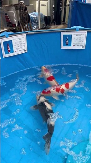 超身体のイイ大日2歳‪@小泉養魚場‬ #koi #koifish #錦鯉 #鯉 #大日養鯉場 #小泉養魚場 #dainichikoifarm