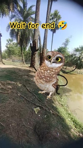 Funny Owl Dance 😍 | Dancing Owl 🦉/#owldance #funny #shorts