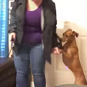 3.6M views · 56K reactions | 'My dog does this every morning when I'm about to leave for work'  | LADbible | Facebook