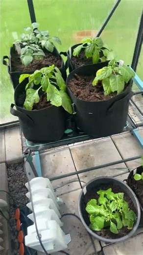 Chilien säkitys #chiliharrastus