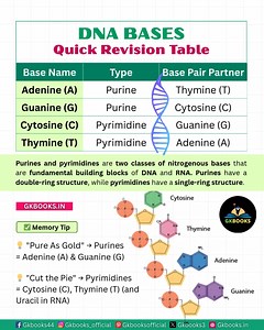 83K views · 739 reactions | DNA Bases – Quick Guide for Competitive Exams Understand the 4 DNA bases — Adenine, Thymine, Guanine, and Cytosine — with their types, pairing rules, and hydrogen bonds. #DNA #Genetics #BiologyFacts #UPSCPreparation #SSCPreparation #NEETBiology #DNAstructure #StudyTips #ExamNotes #GKforExams #ScienceFacts | Gkbooks | Facebook