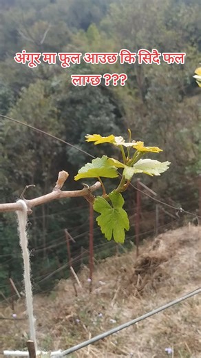 Most cultivated grapes have perfect flowers with both male (anthers, pollen) and female (pistils, ovary) parts, so they are capable of self-pollination, although it is aided by wind and insects. Each flower in a cluster can be pollinated, “set”, and become a single grape. #farminginnepal #wine #grapes #winesofnepal #flowers #farming #chardonnay #merlot #shyraz #vines