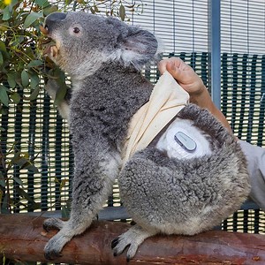 339K views · 6.8K reactions | Quincy the koala has diabetes, but thanks to new technology we don't have to prick him multiple times a day to track his blood glucose levels. We're very excited for this koality of life improvement.  | San Diego Zoo | Facebook