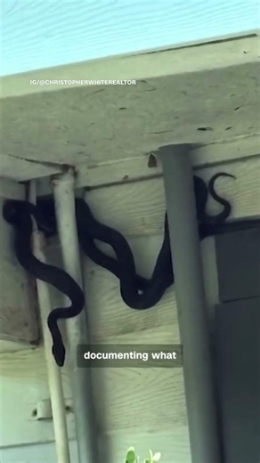 Snakes invade vacant home for sale