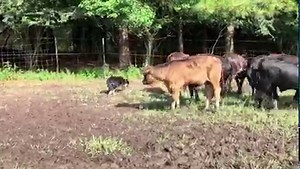 First clip is educating some fresh calves. Teaching respect, teaching them to move off pressure, it takes no time at all, dog braking makes everything calmer and easier to handle, for the rest of their lives these calves will be easier to pen and deal with and because they move away from the dogs pressure we can handle them stress free. Second clip is the result of a bigger group of dog broke stocker calves. Easy to herd them wherever I want. There is a rumor I’ve heard that dogs make cattle wil
