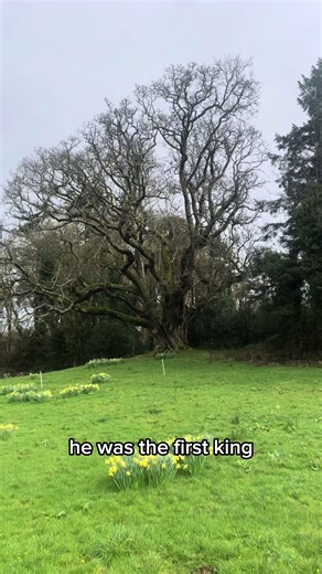 Exploring Brian Boru's Oak Tree and Sacred Trees of Ireland