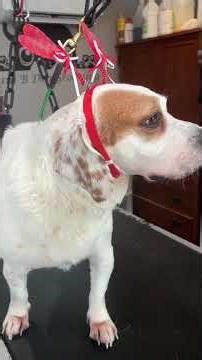 Rocket - Hound Mix #doggroominglife #grooming