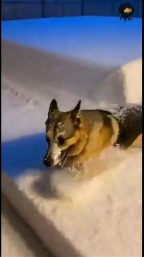 Милые домашние животные. Зима.