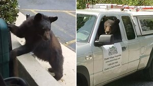 Smarter than your average bear?  This one knows how to open car doors