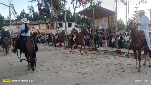 Caballo de Paso Bailando Marinera con Destreza
