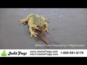 What do White's Tree Frogs eat?