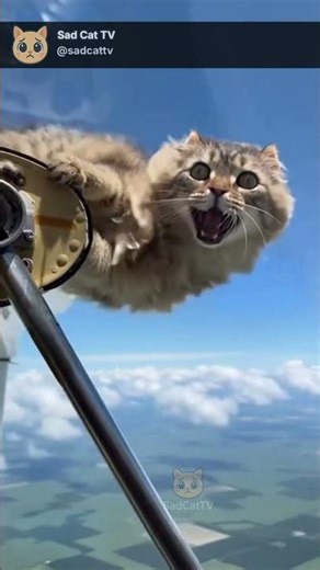 IS THAT A CAT ON THE PLANE WING?! 😂 Woman Spots It Clinging Mid-Flight!